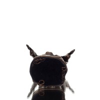 Ιησούς 8.5εκ