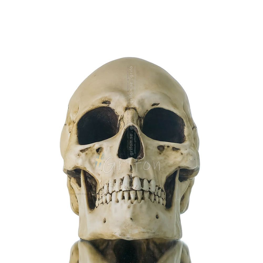 Skull 22x16cm Veronese Statue Modern Decorative Veronese 1 - grifon.se 